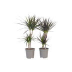 Dracena - 4 buc - Dracaena marginata - Înălţime 70-80cm - ⌀17cm
