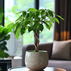 Castan Malabar - Pachira aquatica - Înălţime 60-70cm - ⌀17cm