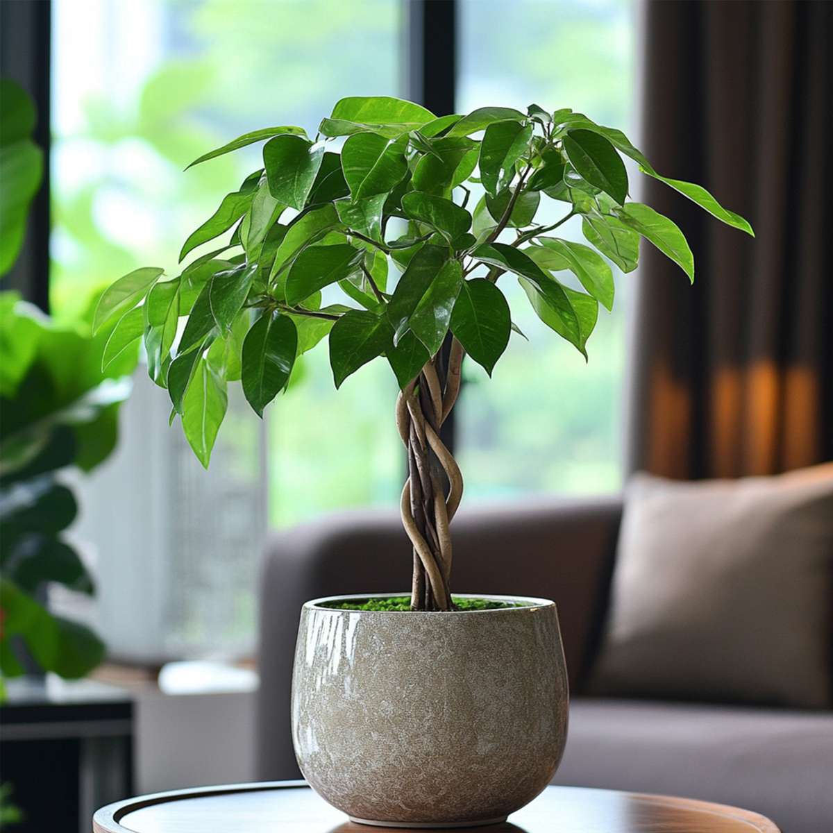 Castan Malabar - Pachira aquatica - Înălţime 60-70cm - ⌀17cm