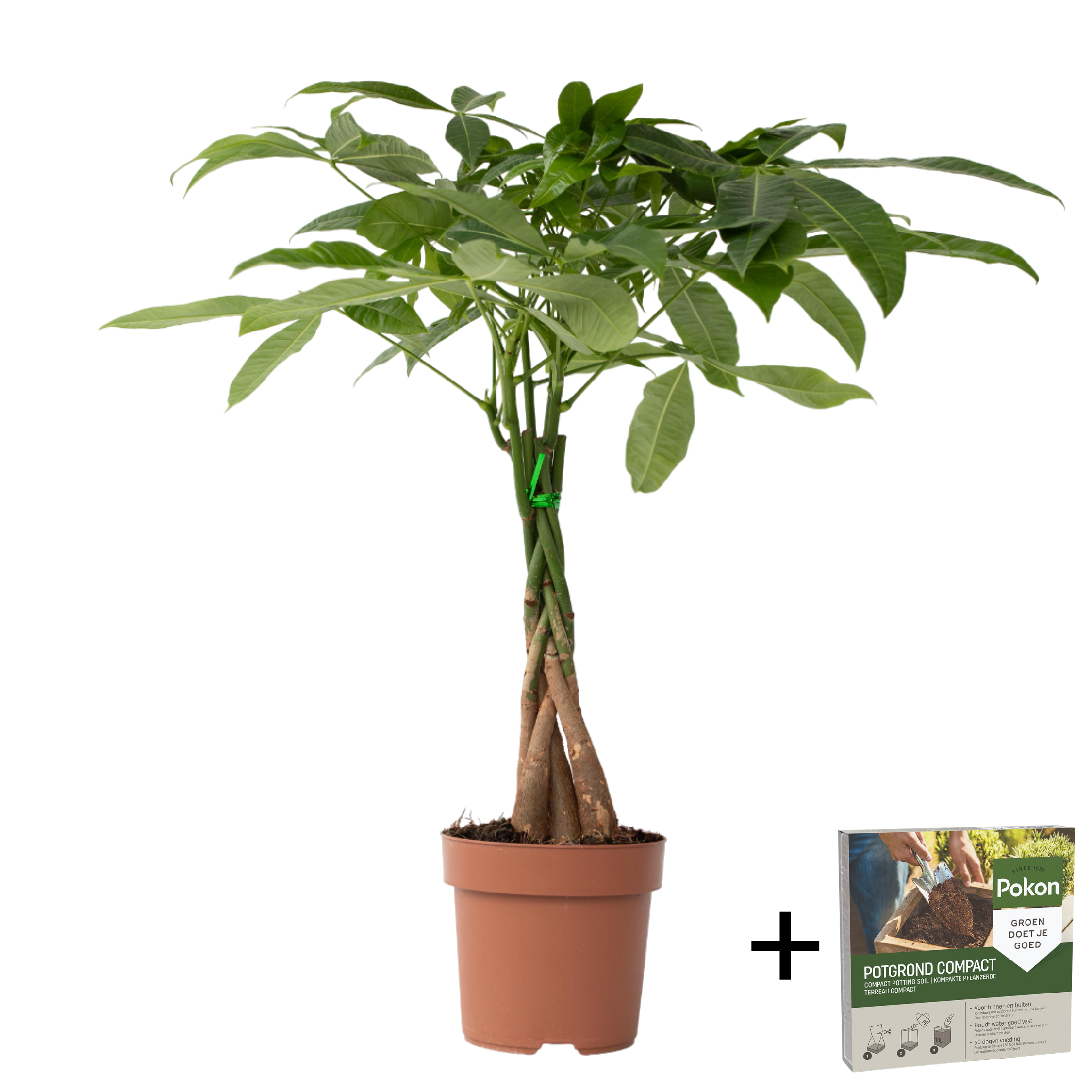 Castan Malabar - Pachira aquatica - Înălţime 60-70cm - ⌀17cm