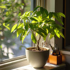 Castan Malabar - 2 buc - Pachira aquatica - Înălţime 60-70cm - ⌀17cm