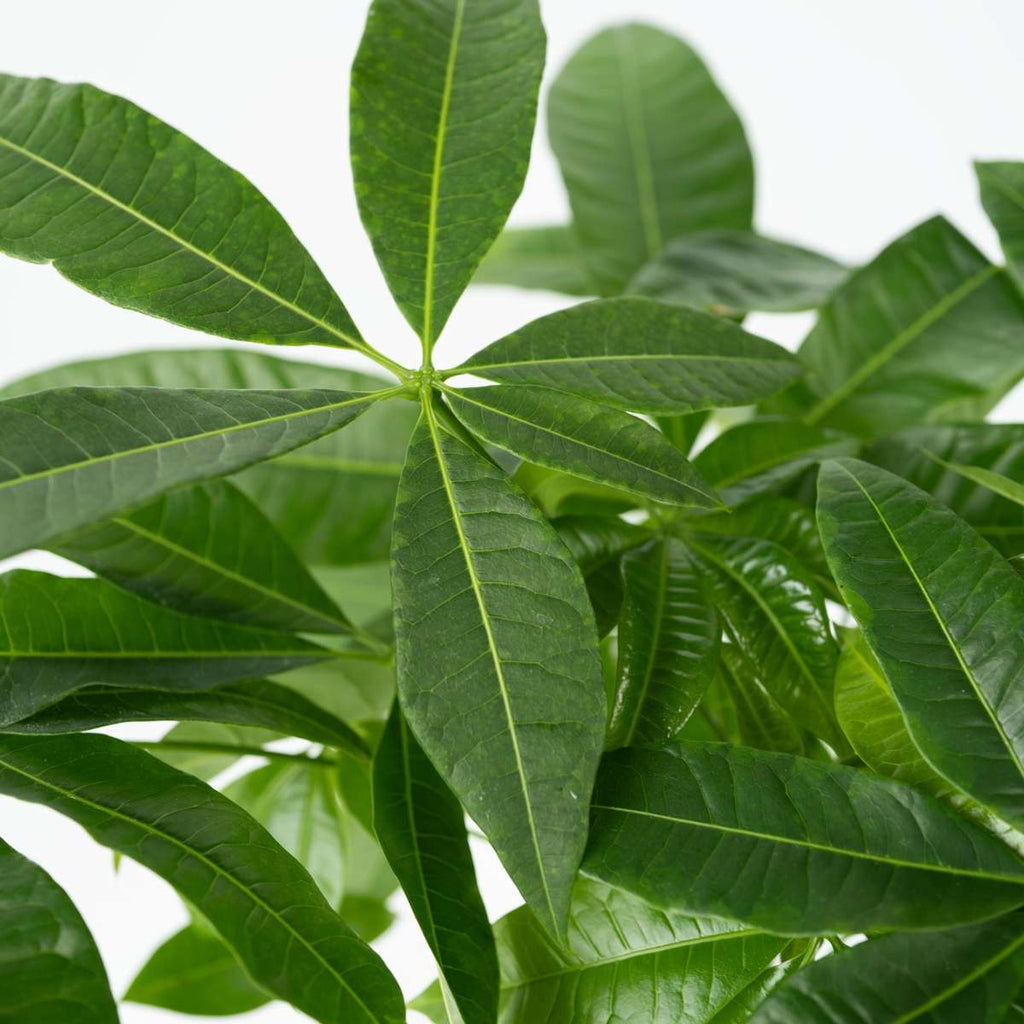 Castan Malabar - 2 buc - Pachira aquatica - Înălţime 60-70cm - ⌀17cm