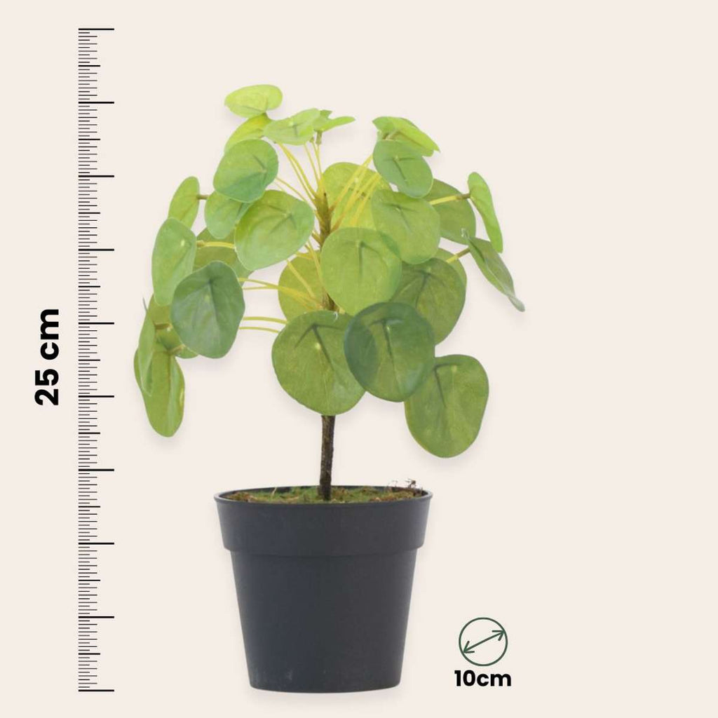 Pilea Peperomioides artificială - Înălțime 25cm