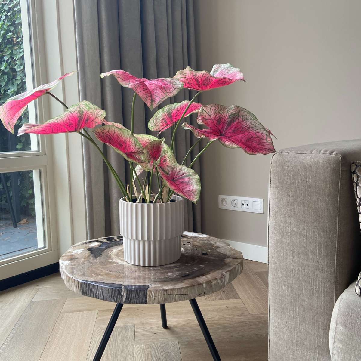 Caladium artificial - Înălțime 60cm