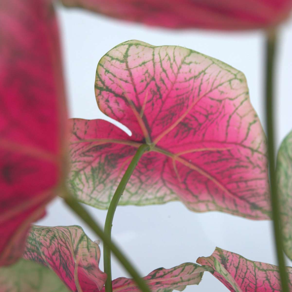 Caladium artificial - Înălțime 60cm