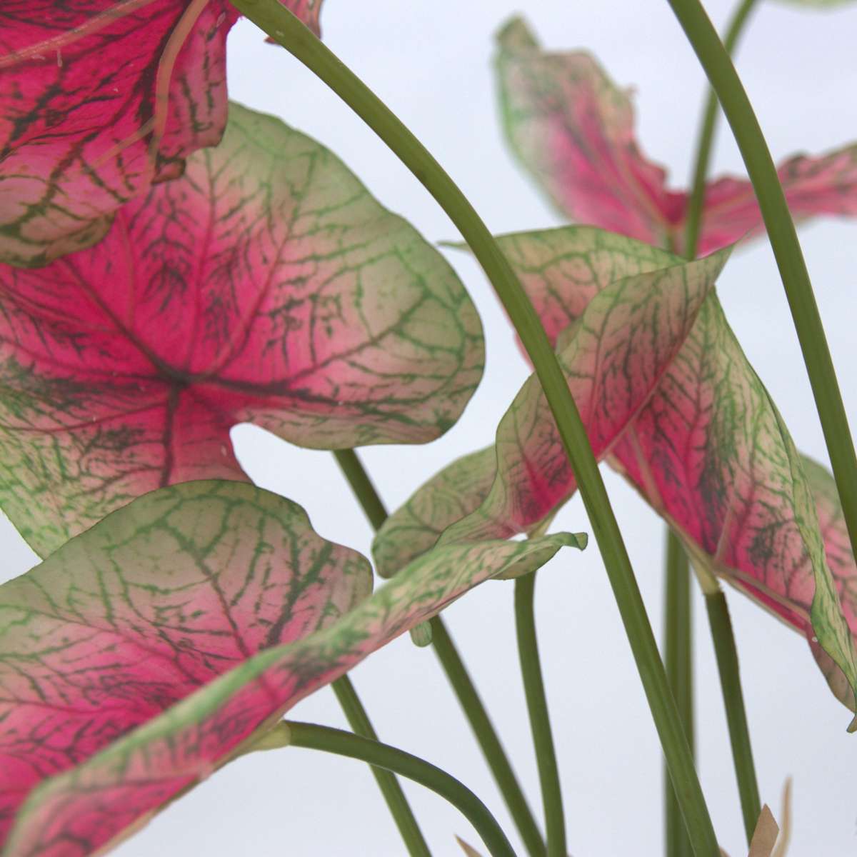 Caladium artificial - Înălțime 60cm