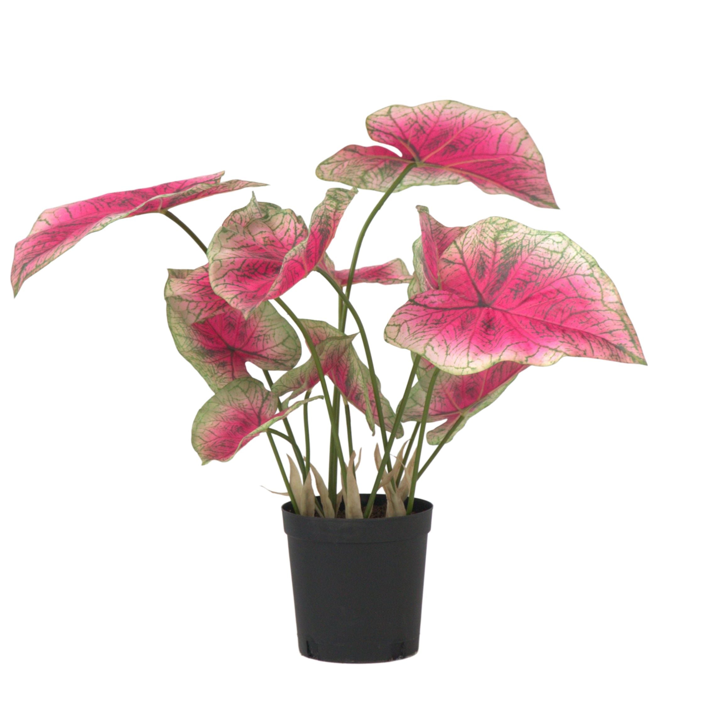 Caladium artificial - Înălțime 60cm