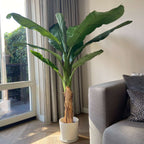 Plantă de bananier Musa artificială - Înălțime 150cm