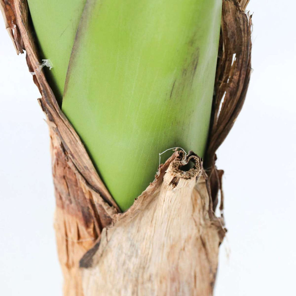 Plantă de bananier Musa artificială - Înălțime 150cm