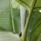 Plantă de bananier Musa artificială - Înălțime 150cm