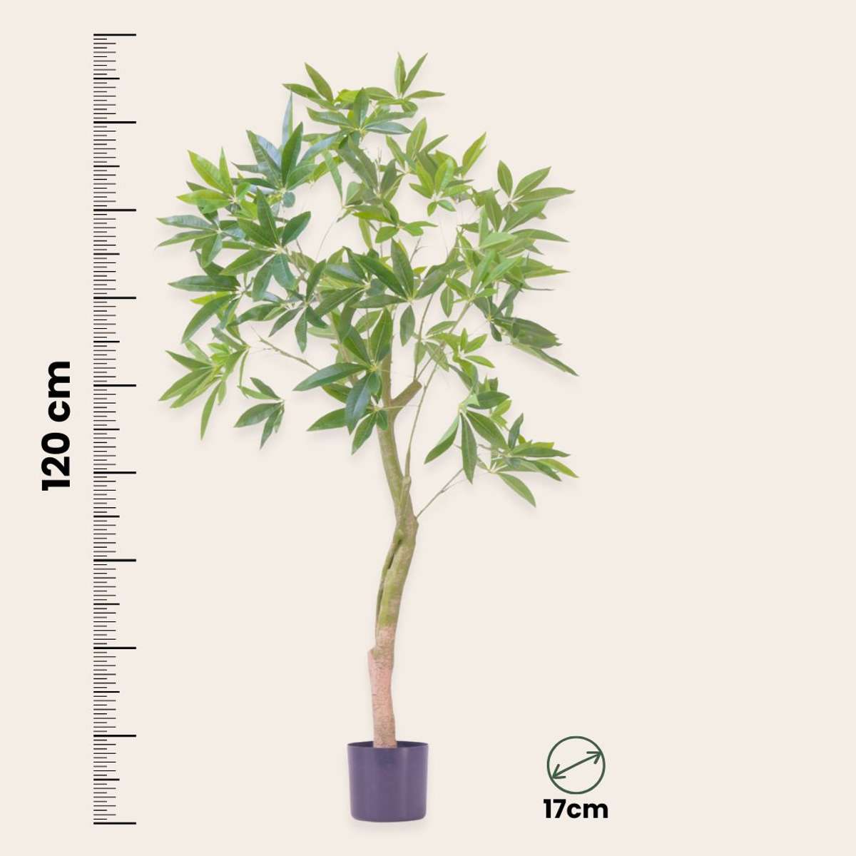 Pachira artificială - Înălțime 120cm