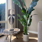 Strelitzia artificială - Înălțime 160cm