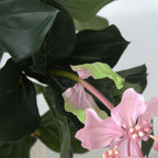 Medinilla Magnifica artificială - Înălțime 85cm