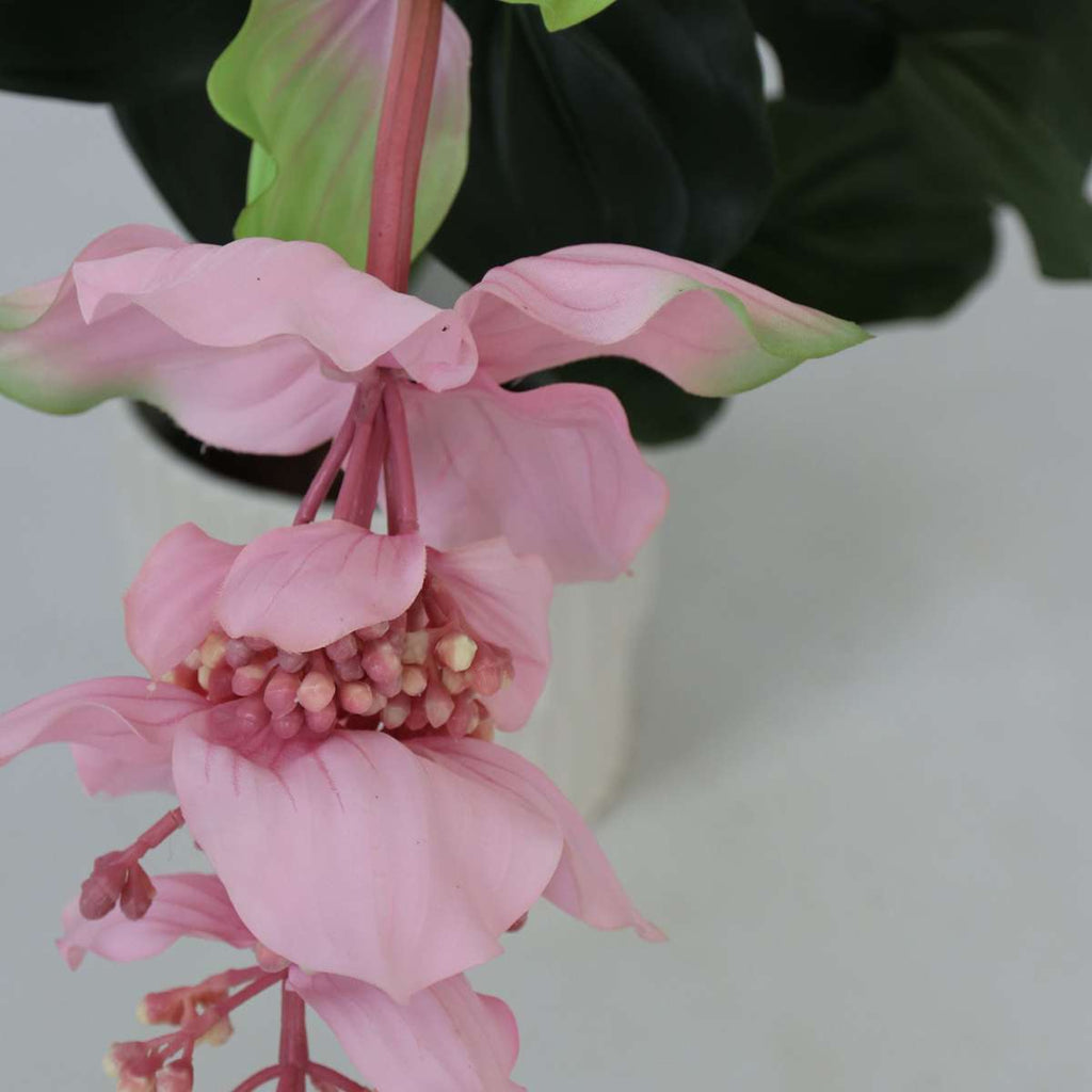 Medinilla Magnifica artificială - Înălțime 85cm
