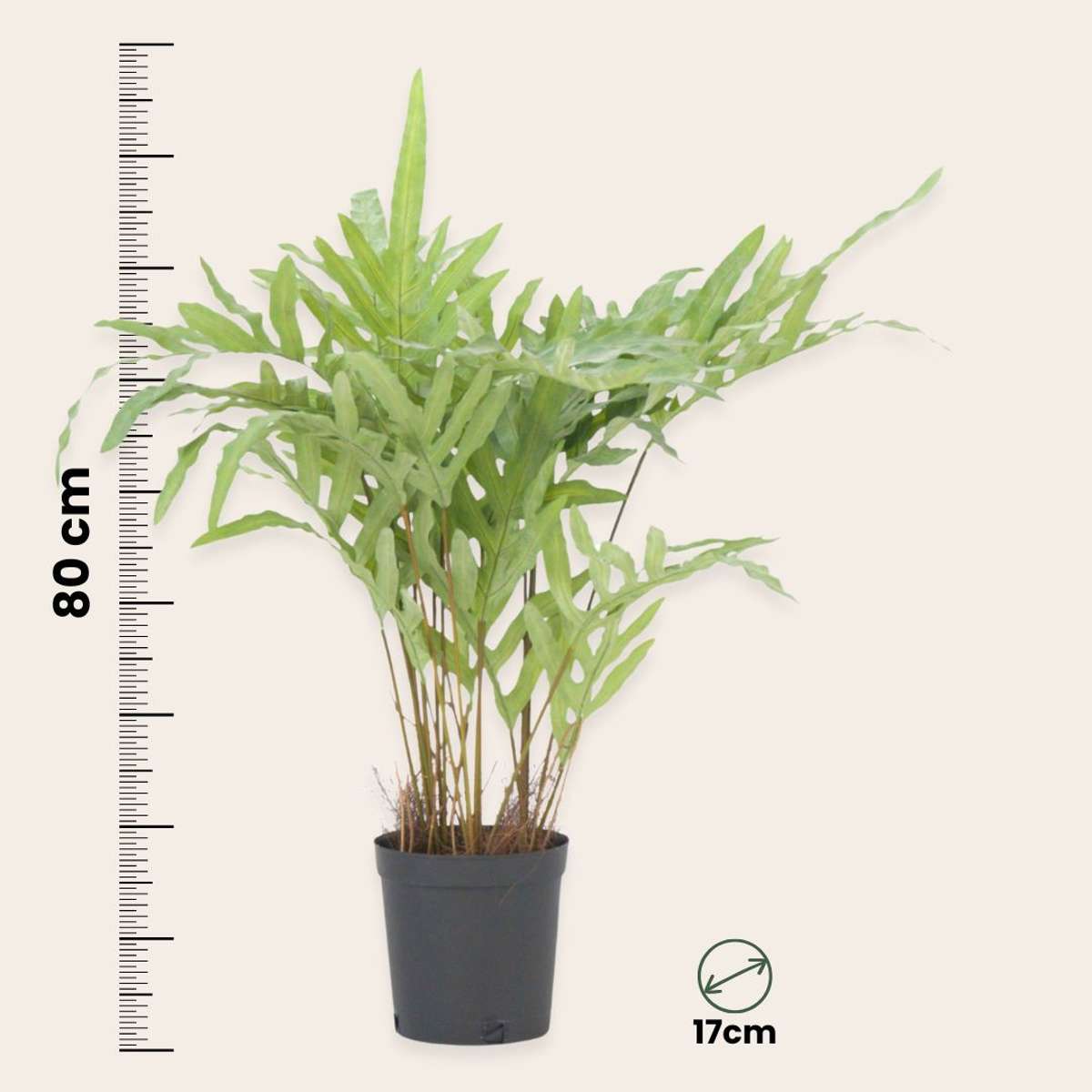 Phlebodium artificial - Înălțime 80cm