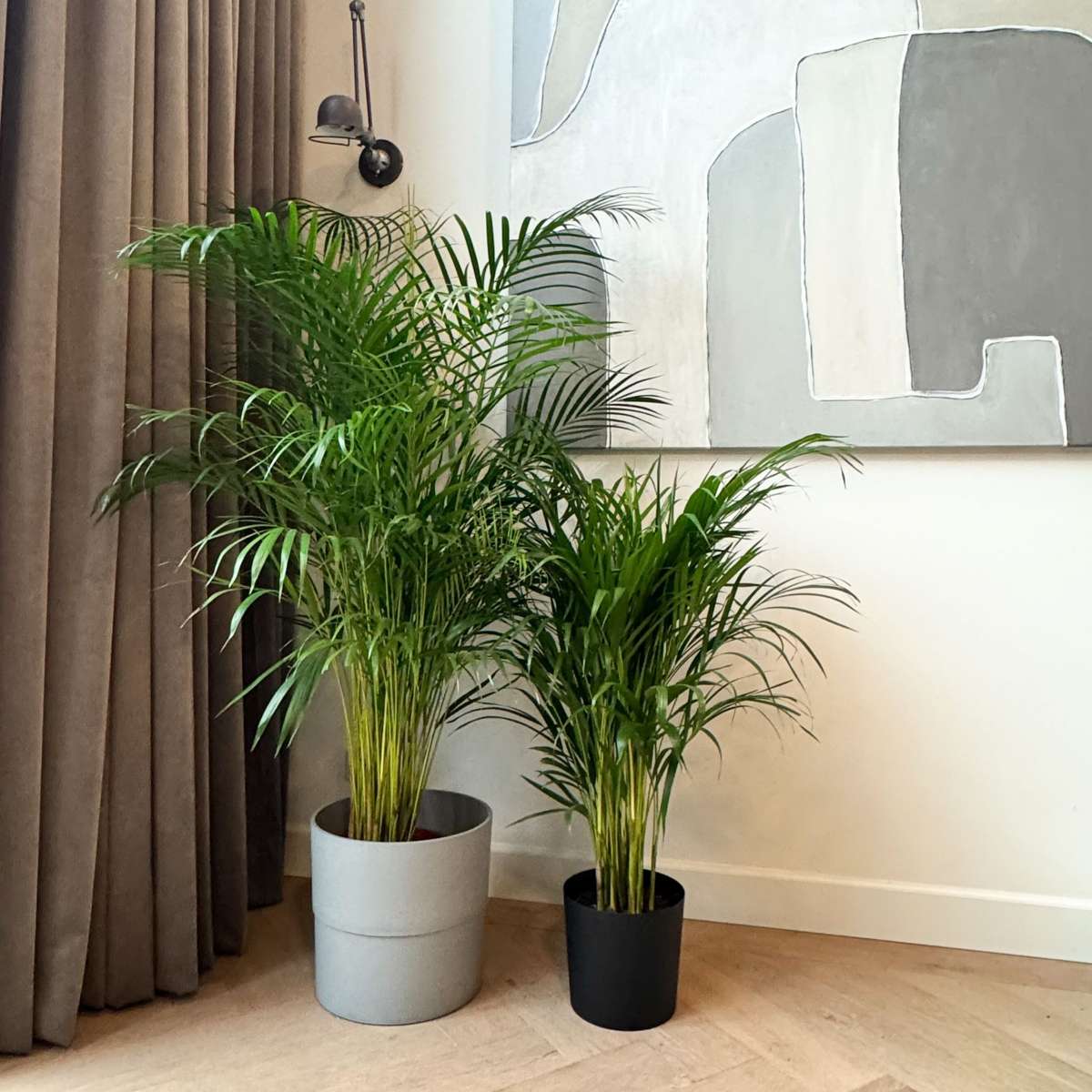 Palmier Areca - Dypsis lutescens - Înălţime 100-120cm - ⌀21cm