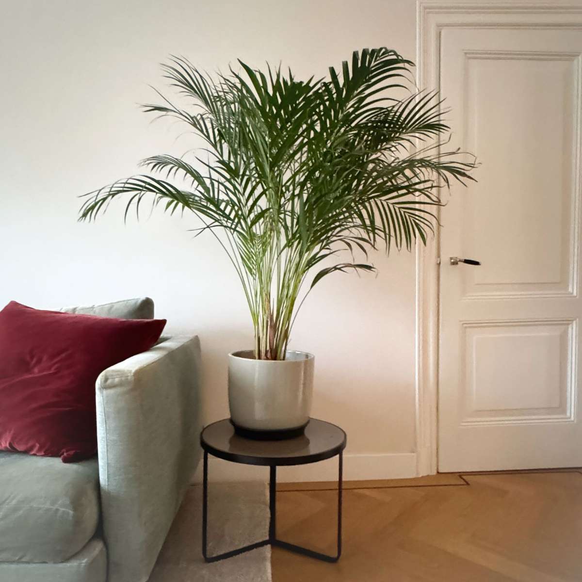 Palmier Areca - Dypsis lutescens - Înălţime 100-120cm - ⌀21cm