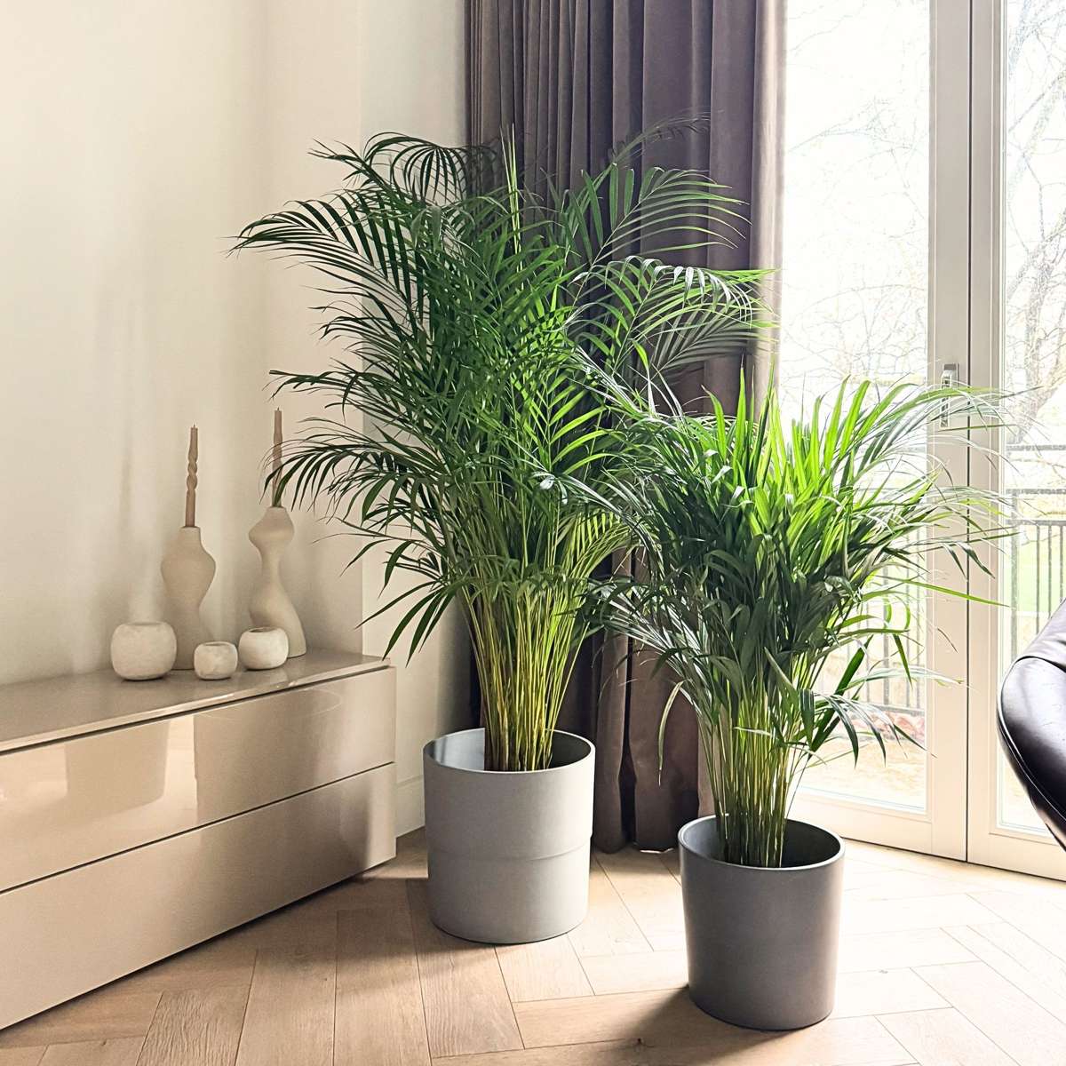 Palmier Areca - Dypsis lutescens - Înălţime 100-120cm - ⌀21cm