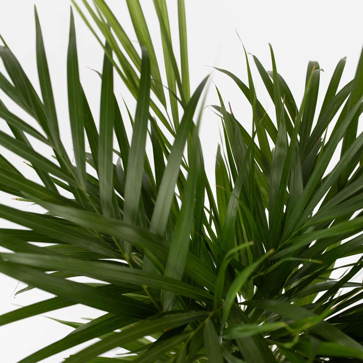 Palmier Areca - Dypsis lutescens - Înălţime 100-120cm - ⌀21cm