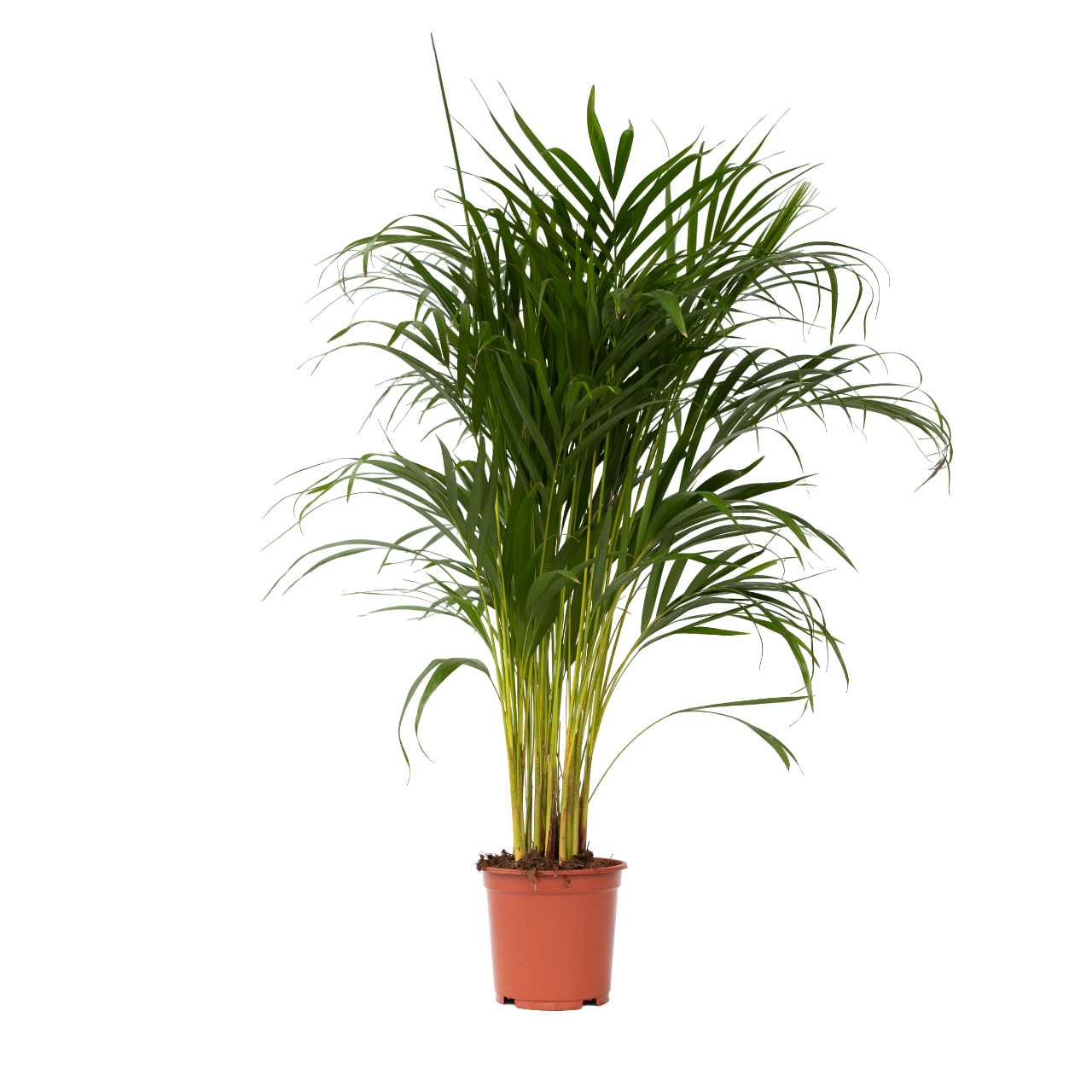 Palmier Areca - Dypsis lutescens - Înălţime 100-120cm - ⌀21cm
