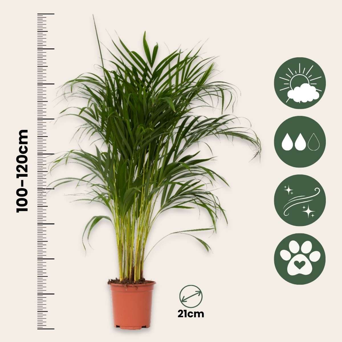 Palmier Areca - Dypsis lutescens - Înălţime 100-120cm - ⌀21cm