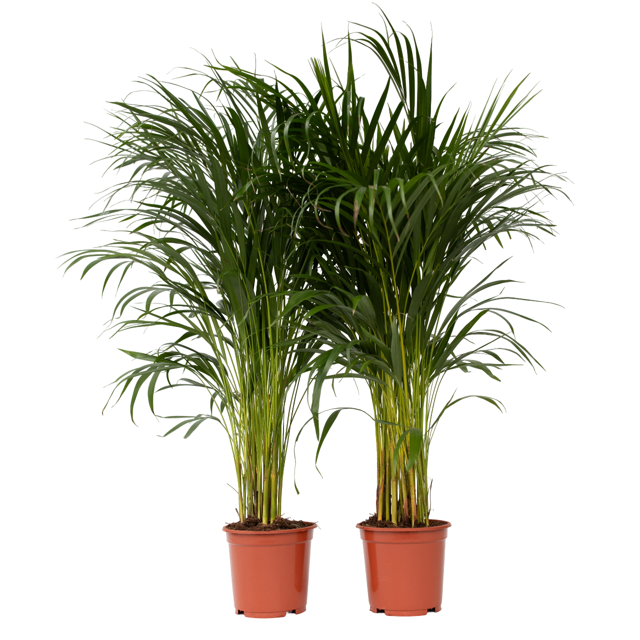 Palmier Areca - 2 buc - Dypsis lutescens - Înălţime 100-120cm - ⌀21cm