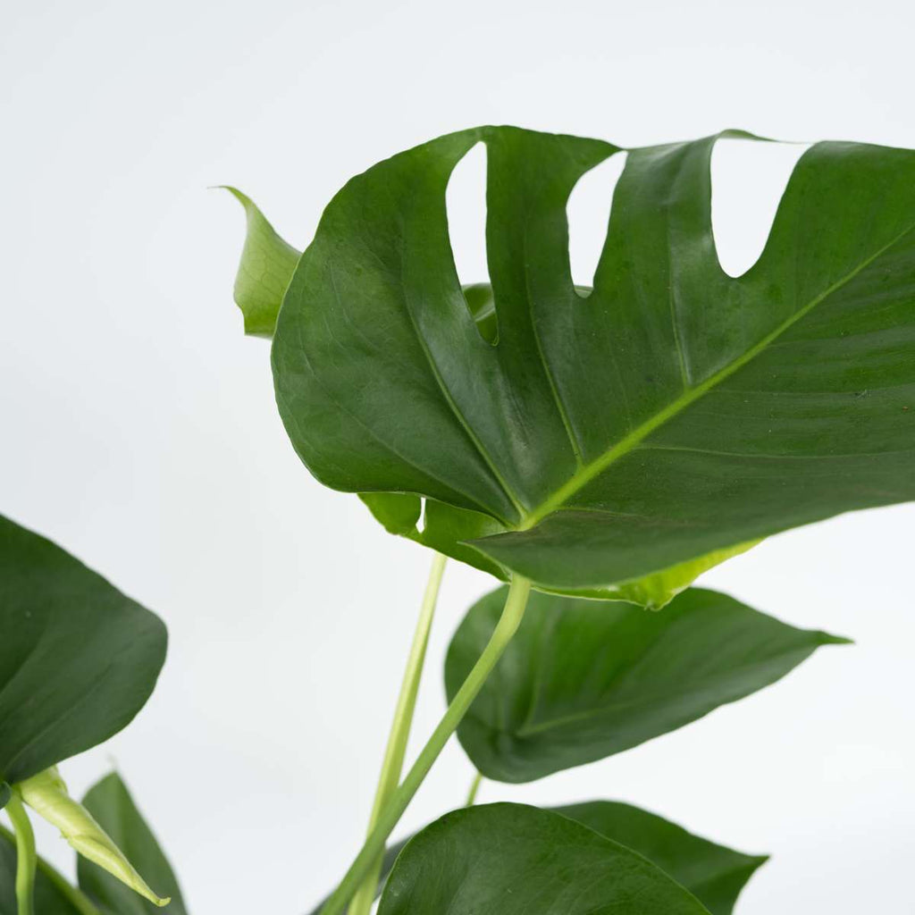 Philodendron cu frunza ruptă - Monstera deliciosa - Înălţime 70-80cm - ⌀21cm