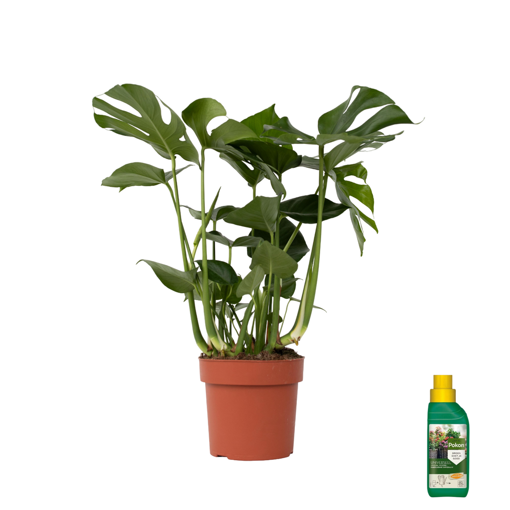 Philodendron cu frunza ruptă - Monstera deliciosa - Înălţime 70-80cm - ⌀21cm