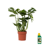 Philodendron cu frunza ruptă - Monstera deliciosa - Înălţime 70-80cm - ⌀21cm