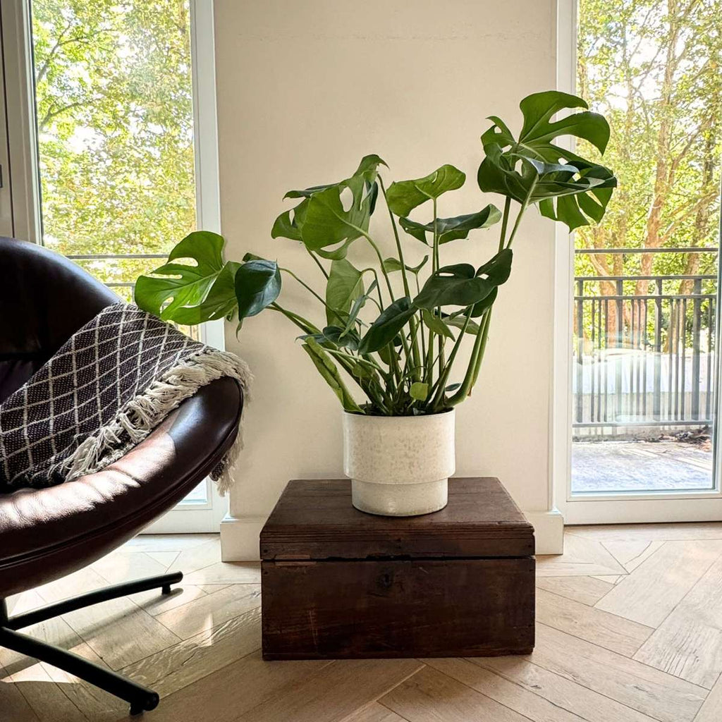 Philodendron cu frunza ruptă - Monstera deliciosa - Înălţime 70-80cm - ⌀21cm