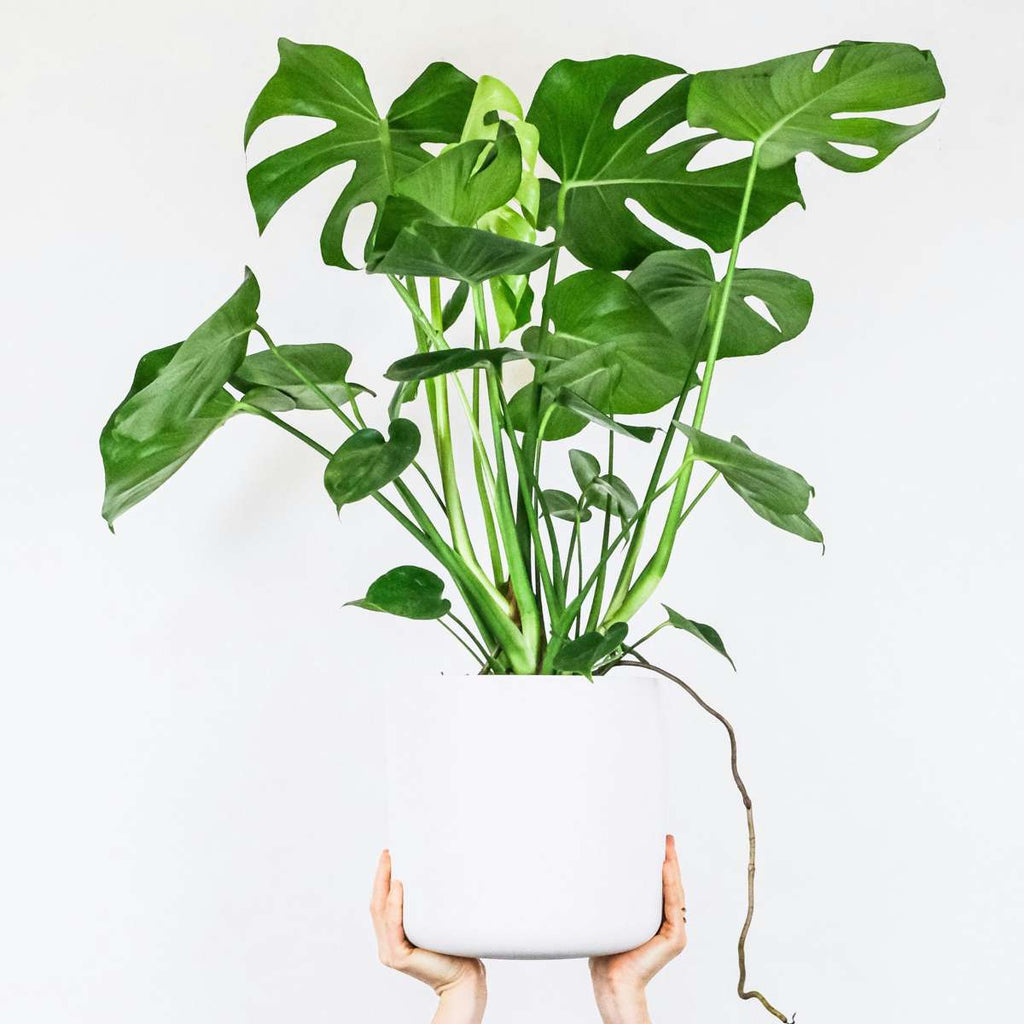 Philodendron cu frunza ruptă - 2 buc - Monstera deliciosa - În. 70-80cm - ⌀21cm