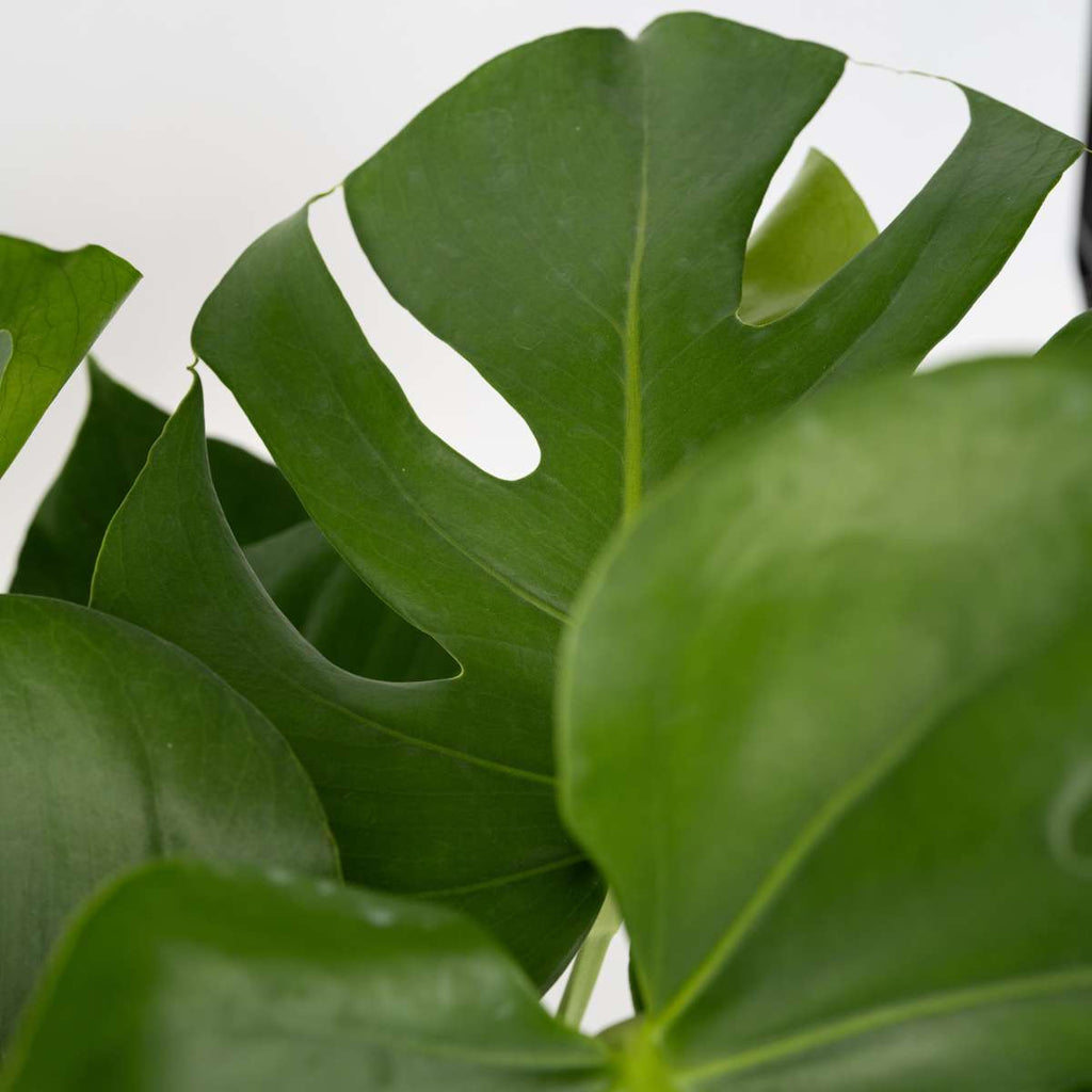 Philodendron cu frunza ruptă - 2 buc - Monstera deliciosa - În. 70-80cm - ⌀21cm