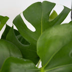 Philodendron cu frunza ruptă - 2 buc - Monstera deliciosa - În. 70-80cm - ⌀21cm