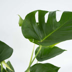 Philodendron cu frunza ruptă - 2 buc - Monstera deliciosa - În. 70-80cm - ⌀21cm