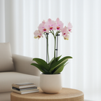 Orhidee fluture - Phalaenopsis Multiflora cu coș - Înălțime 35-45cm - ⌀12cm
