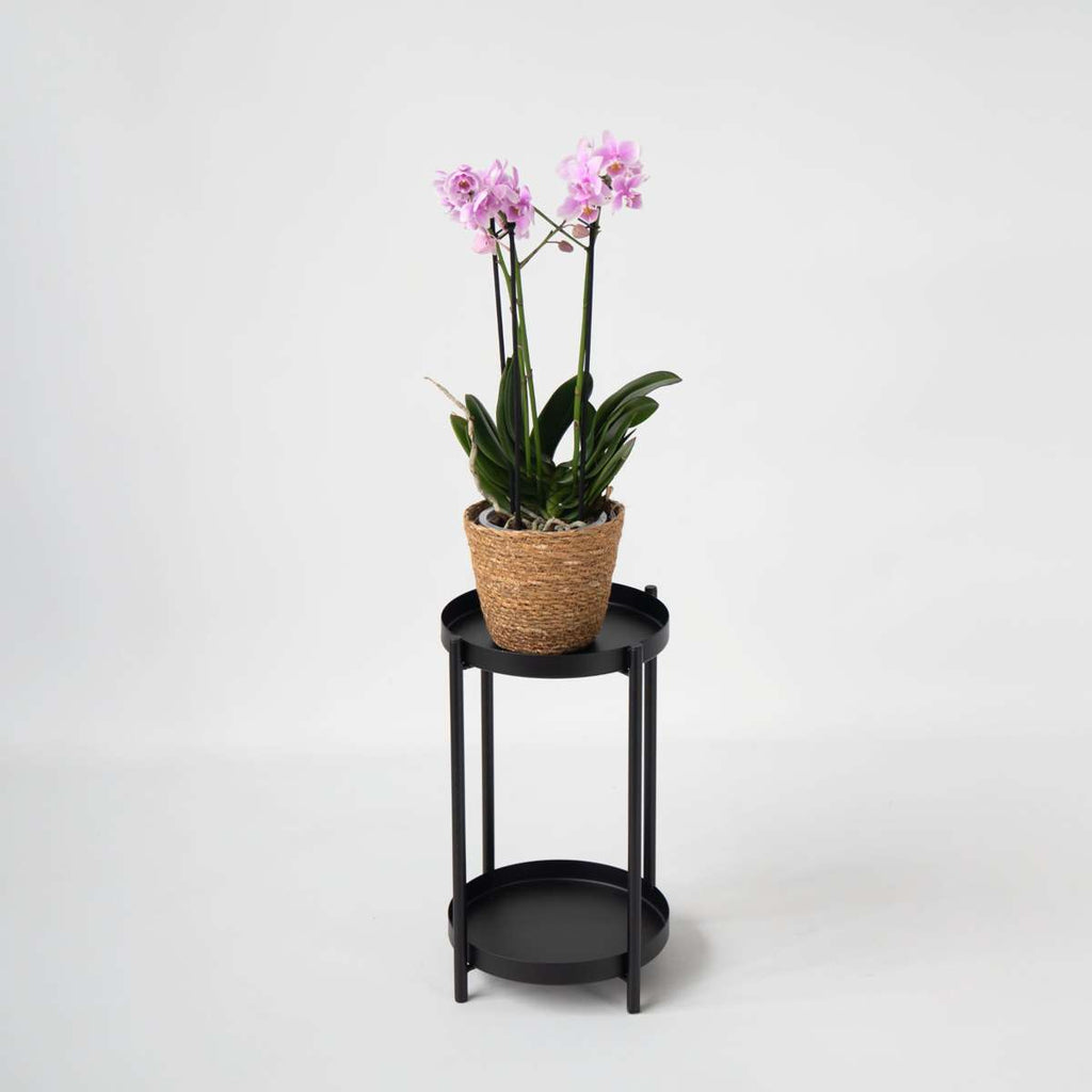 Orhidee fluture - Phalaenopsis Multiflora cu coș - Înălțime 35-45cm - ⌀12cm