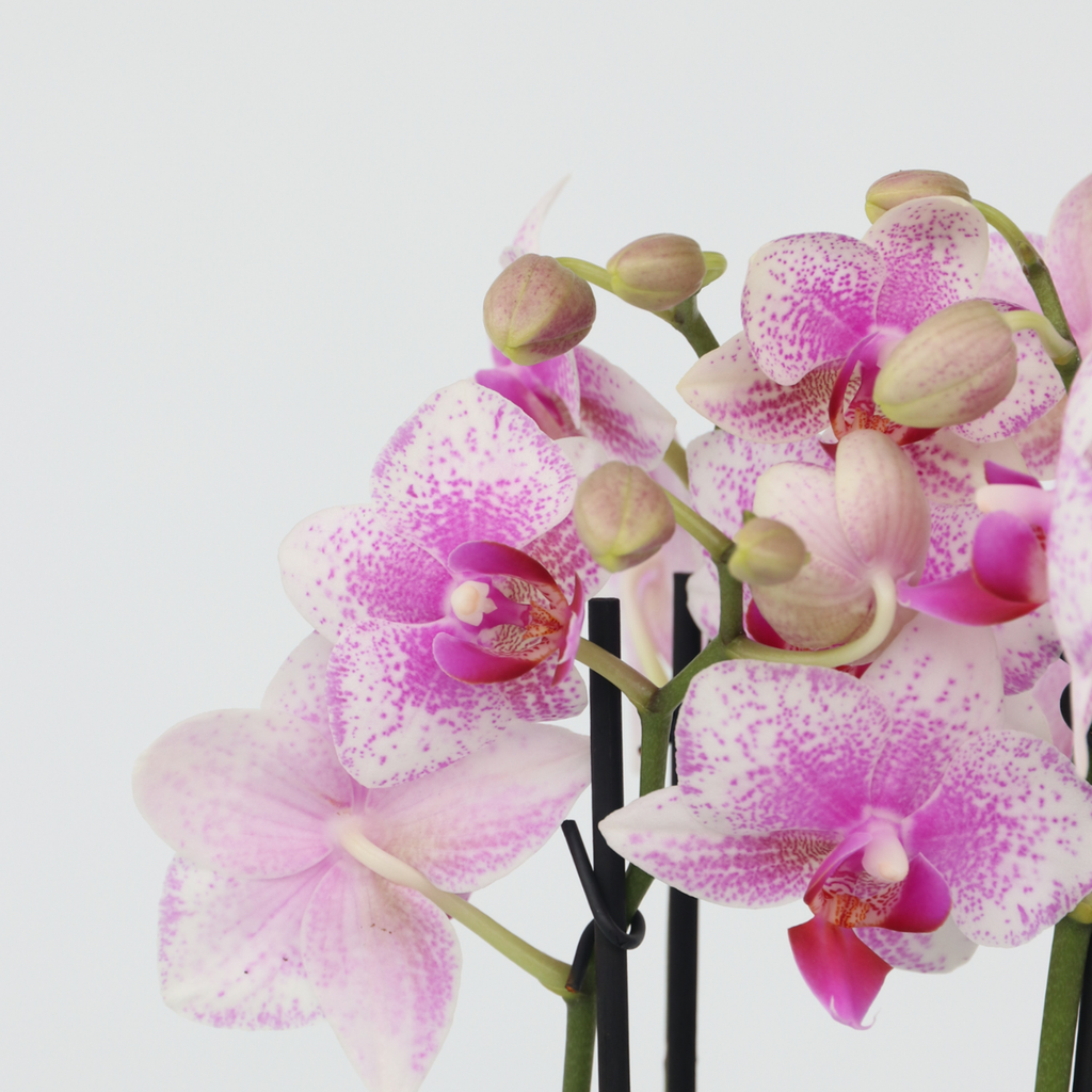 Orhidee fluture - Phalaenopsis Multiflora cu coș - Înălțime 35-45cm - ⌀12cm