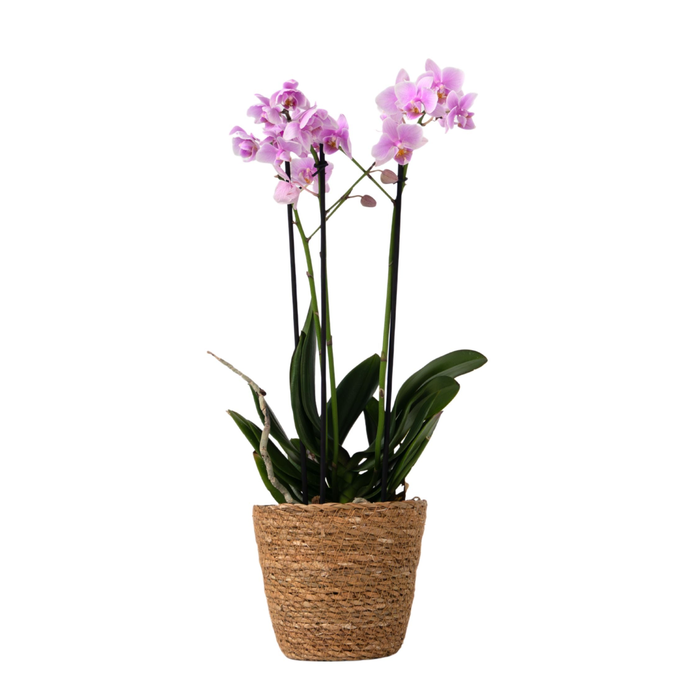 Orhidee fluture - Phalaenopsis Multiflora cu coș - Înălțime 35-45cm - ⌀12cm