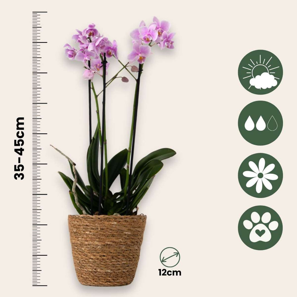 Orhidee fluture - Phalaenopsis Multiflora cu coș - Înălțime 35-45cm - ⌀12cm