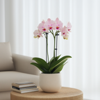Orhidee Phalaenopsis - Phalaenopsis Multiflora - Înălţime 35-45cm - ⌀12cm