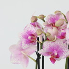 Orhidee Phalaenopsis - Phalaenopsis Multiflora - Înălţime 35-45cm - ⌀12cm