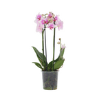 Orhidee Phalaenopsis - Phalaenopsis Multiflora - Înălţime 35-45cm - ⌀12cm