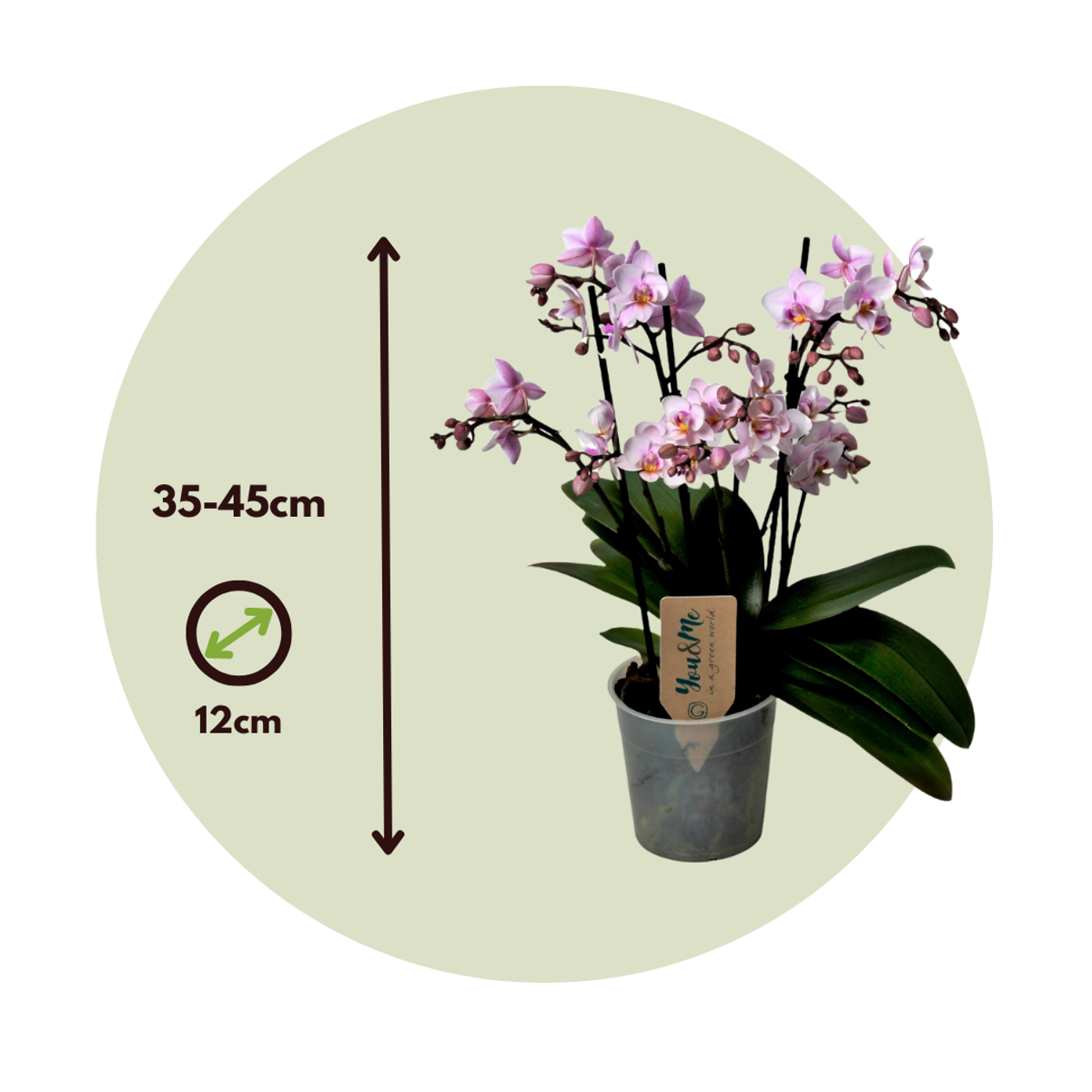 Orhidee Phalaenopsis - Phalaenopsis Multiflora - Înălţime 35-45cm - ⌀12cm