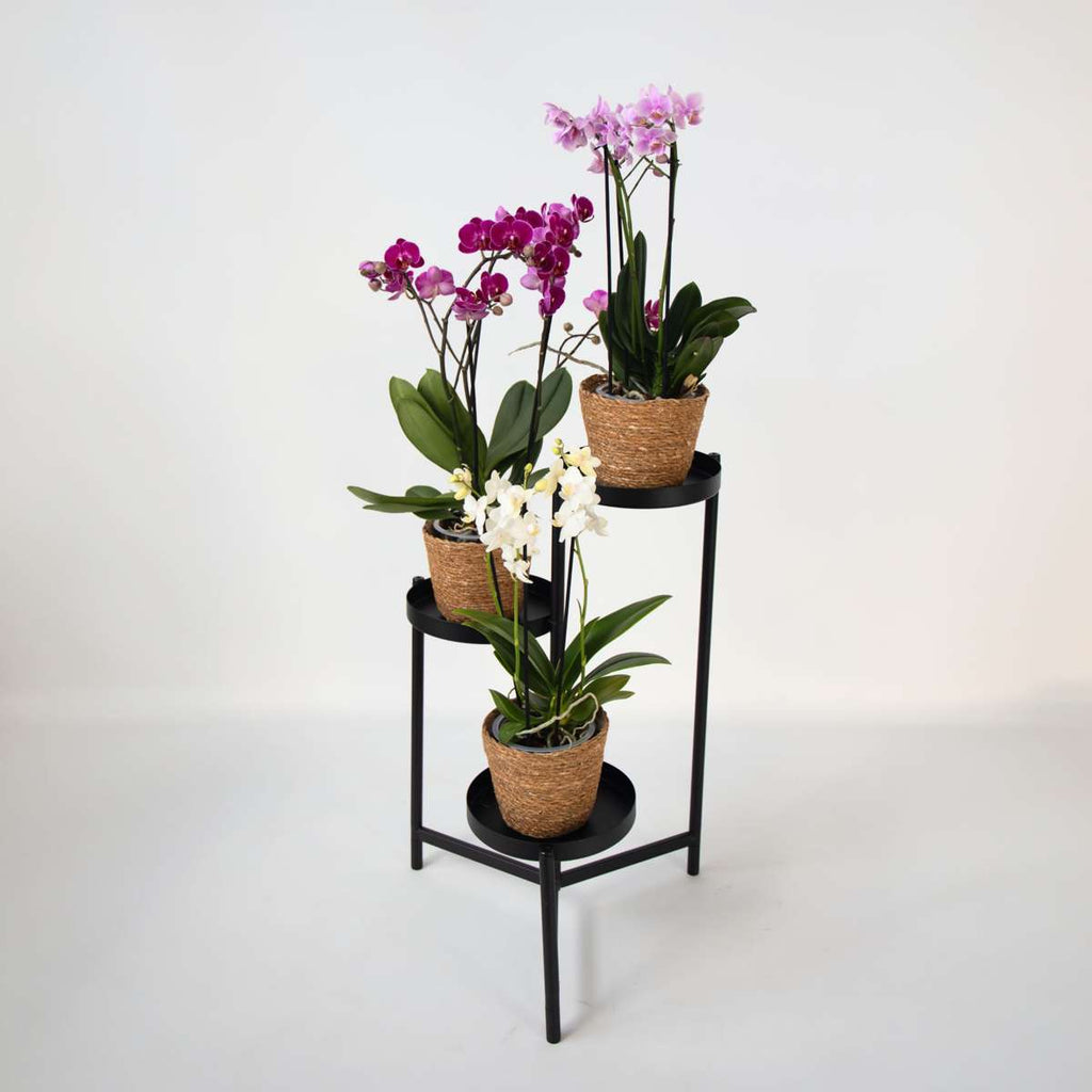 Orhidee fluture - x3 - Phalaenopsis Multiflora în coș - Înălțime 35-45cm - ⌀12cm