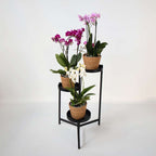 Orhidee fluture - x3 - Phalaenopsis Multiflora în coș - Înălțime 35-45cm - ⌀12cm