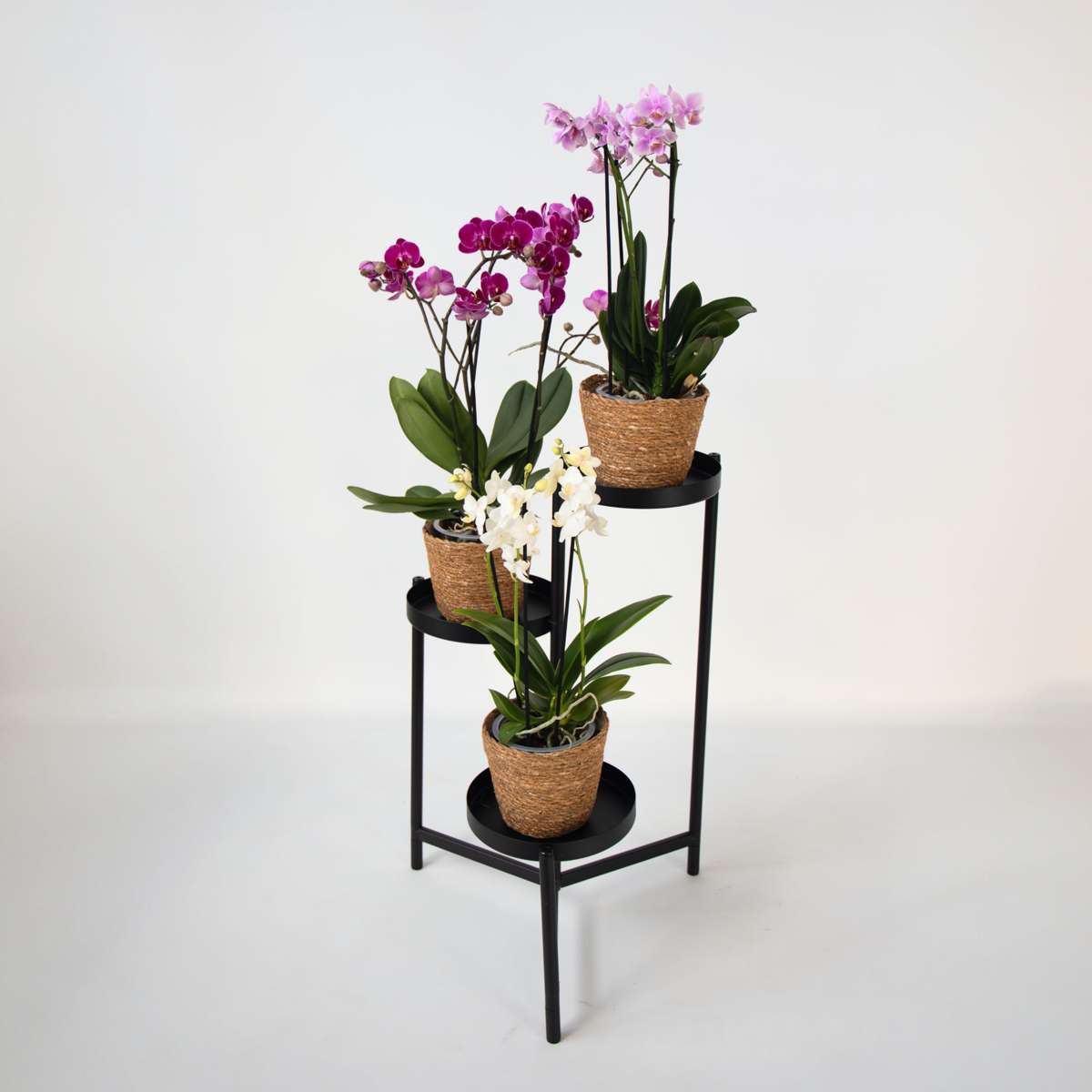 Orhidee fluture - x3 - Phalaenopsis Multiflora în coș - Înălțime 35-45cm - ⌀12cm