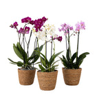 Orhidee fluture - x3 - Phalaenopsis Multiflora în coș - Înălțime 35-45cm - ⌀12cm