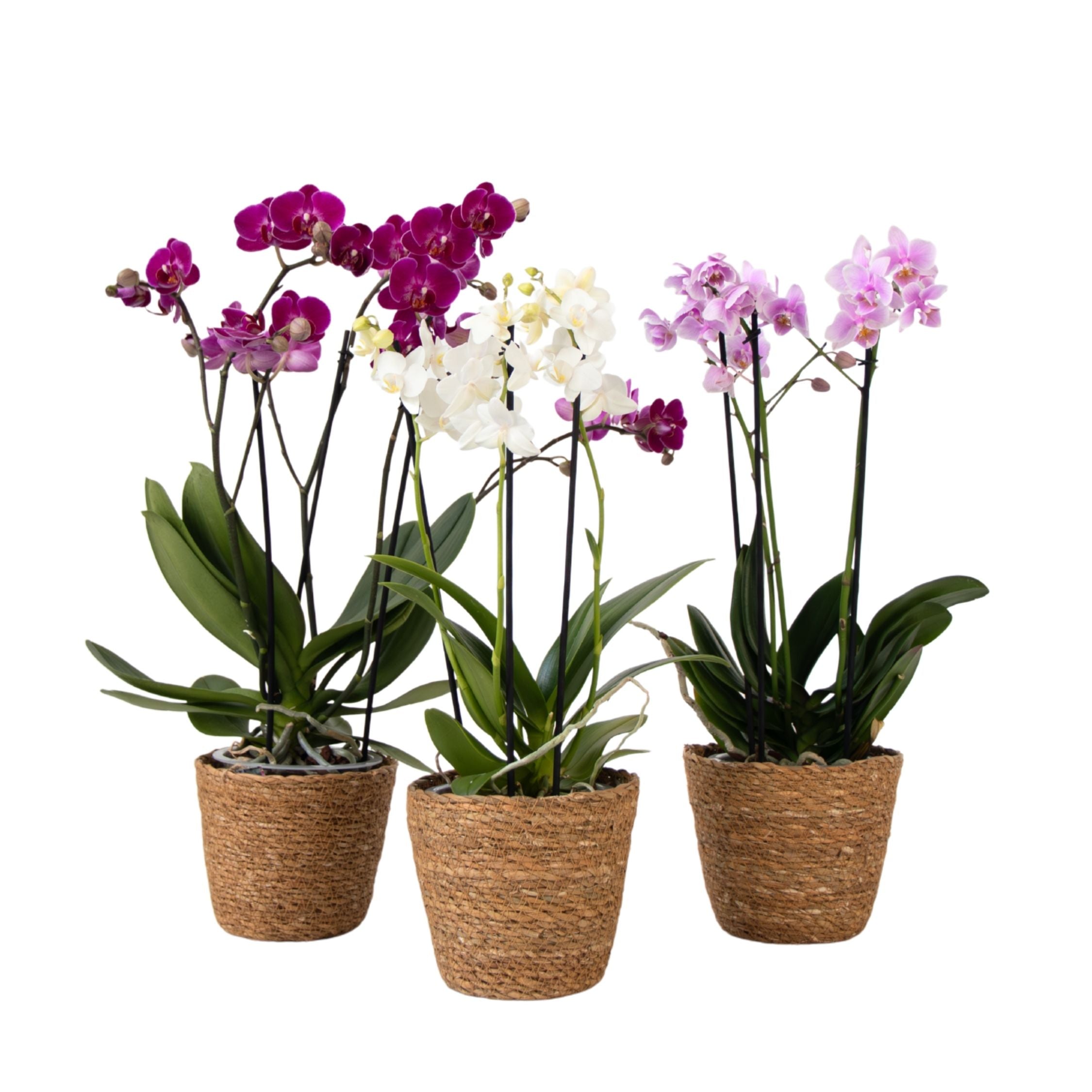 Orhidee fluture - x3 - Phalaenopsis Multiflora în coș - Înălțime 35-45cm - ⌀12cm