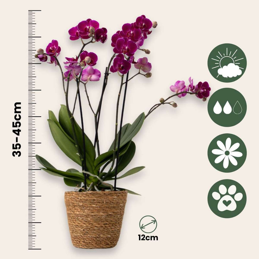 Orhidee fluture - x3 - Phalaenopsis Multiflora în coș - Înălțime 35-45cm - ⌀12cm