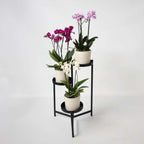 Orhidee fluture - Set de 3 - Phalaenopsis Multiflora - Înălțime 35-45cm - ⌀12cm